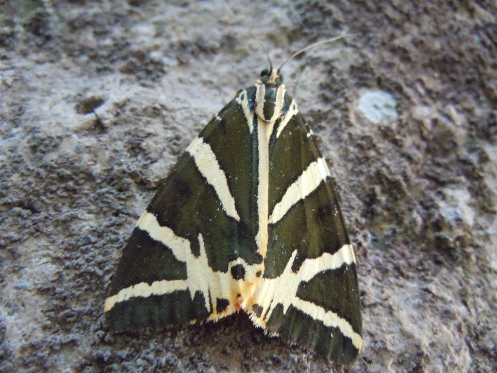 Euplagia quadripunctaria